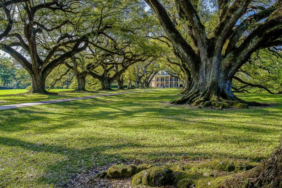New Orleans: Bayou Swamp Tour and Oak Alley Plantation Tour - Price and Value: Is $125 Worth It?