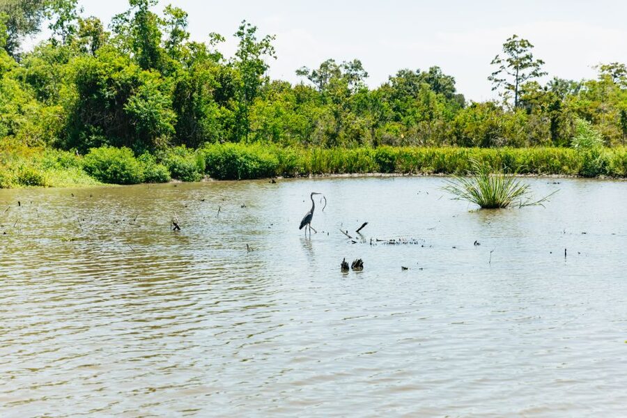 New Orleans: Bayou Tour in Jean Lafitte National Park - Key things I’d plan around