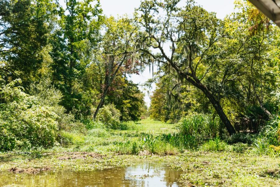New Orleans: Bayou Tour in Jean Lafitte National Park - The pontoon ride: what the 90 minutes actually feels like