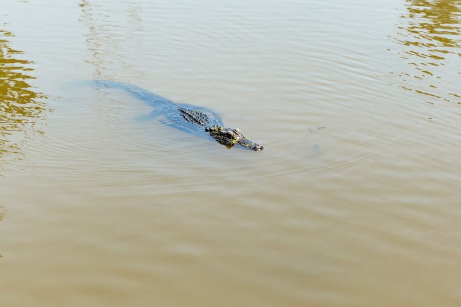New Orleans: Bayou Tour in Jean Lafitte National Park - Wildlife viewing: how to think about alligator sightings