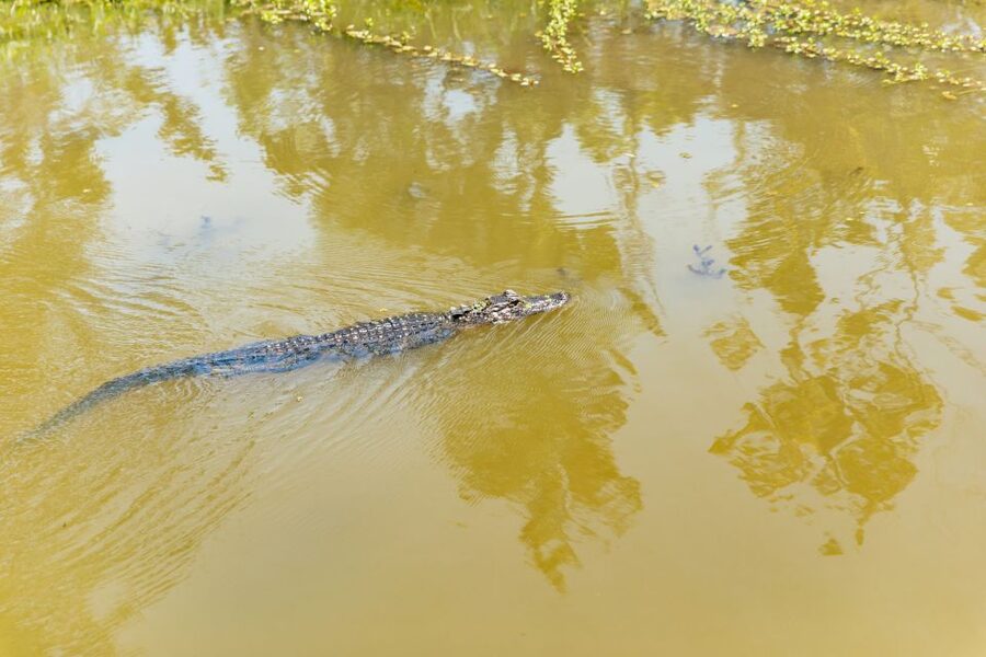 New Orleans: Bayou Tour in Jean Lafitte National Park - Comfort details you’ll be glad you planned for