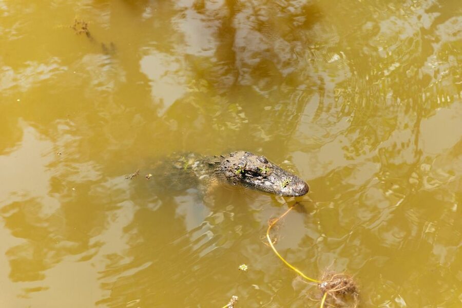 New Orleans: Bayou Tour in Jean Lafitte National Park - The Cajun lunch stop after the boat ride