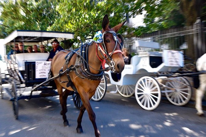 New Orleans French Quarter and More Carriage Ride - Marigny on the Loop: Creole Esplanade, Spanish Patios, and Old-Quarter Vibes