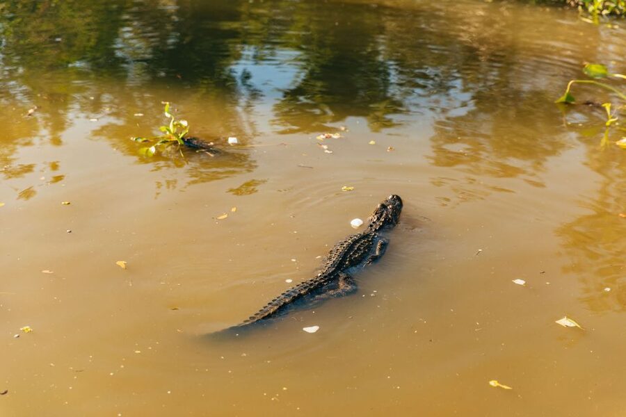 New Orleans: Guided Swamp Cruise by Tour Boat - The 100 Minute Swamp Cruise: What the Boat Experience Feels Like
