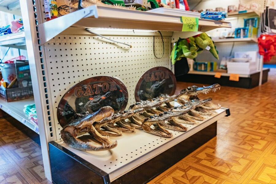 New Orleans: Guided Swamp Cruise by Tour Boat - Boat Comfort, Photos, and Weather That Does Not Ruin the Day