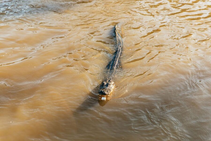 New Orleans: Guided Swamp Cruise by Tour Boat - Getting to Marrero and the Jean Lafitte Area