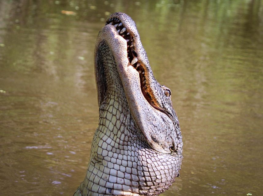 New Orleans: High Speed 16 Passenger Airboat Ride - The 100-Minute Airboat Tour: How the Time Typically Plays Out