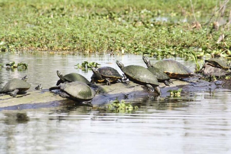 New Orleans: High Speed 16 Passenger Airboat Ride - Pickup and Timing: The Part You Can Control