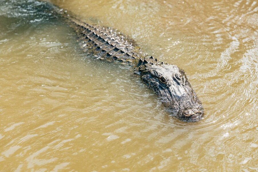 New Orleans: High Speed 9 Passenger Airboat Tour - Jean Lafitte National Historical Park and Preserve stop: the story behind the swamp