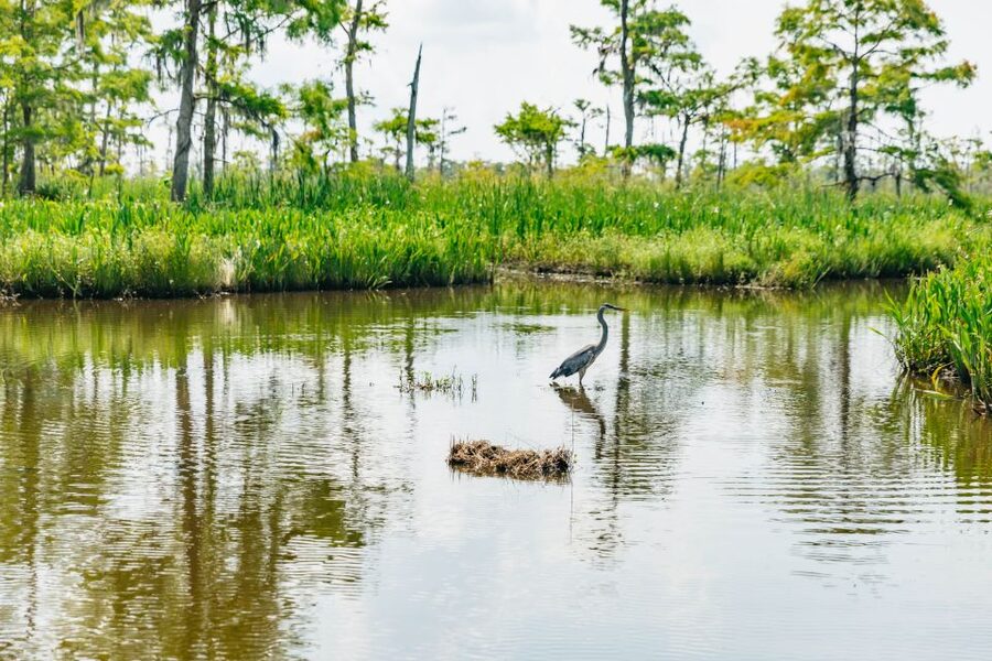 New Orleans: High Speed 9 Passenger Airboat Tour - Wildlife sightings, photo strategy, and the timing question