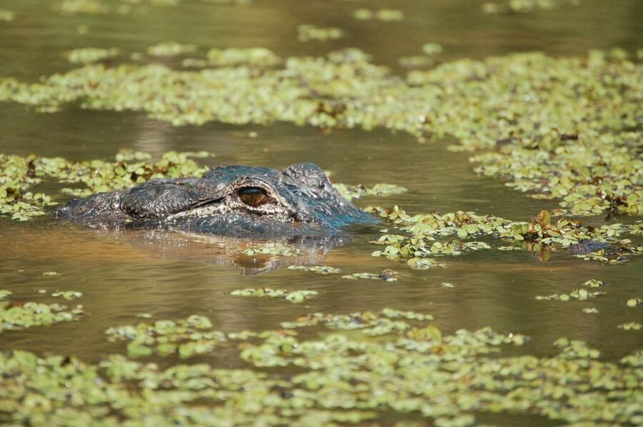 New Orleans: High Speed 9 Passenger Airboat Tour - Comfort, safety, and what to bring for an open-boat day