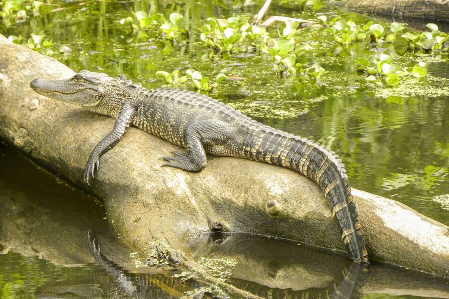 New Orleans Manchac Bayou Swamp Cruise W/ Optional Pick-Up - The swamp cruise itself: what happens during the 1.5-hour boat tour