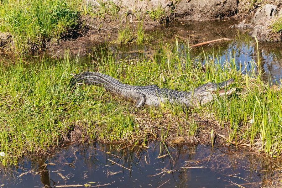 New Orleans: Oak Alley Plantation & Airboat Swamp Combo Tour - Timing and comfort: the 10:45 AM to 11:15 AM pickup window matters