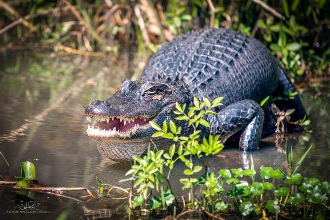 New Orleans Self-Transport Swamp and Bayou Boat Tour - Why this Honey Island Swamp tour feels different from typical New Orleans day trips