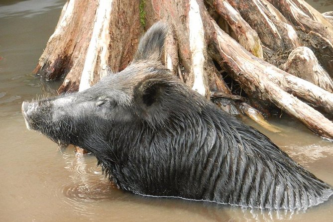 New Orleans Self-Transport Swamp and Bayou Boat Tour - Honey Island Swamp stop: wildlife spotting in a protected wetland