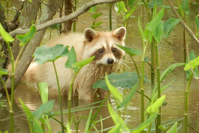 New Orleans Self-Transport Swamp and Bayou Boat Tour - Wildlife you might actually see, and when