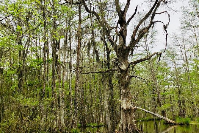 New Orleans Self-Transport Swamp and Bayou Boat Tour - Board the custom-made 22-passenger flat-bottom boat
