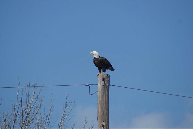New Orleans Small-Group Airboat Swamp Tour - Barataria Preserve stop: your real time on the water