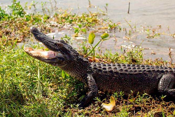 New Orleans Swamp and Bayou Alligator Tour - What You’ll Learn: Cajun Life, Gumbo, Music, and Wetlands Preservation