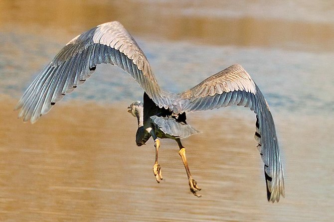 New Orleans Swamp and Bayou Alligator Tour - Photos, Weather, and What to Wear on the Bayou