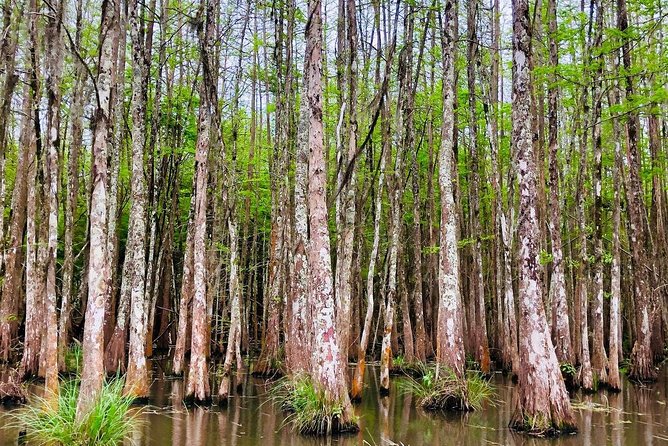 New Orleans Swamp and Bayou Boat Tour with Transportation - How the guide turns critters into stories (and what to do to get more out of it)