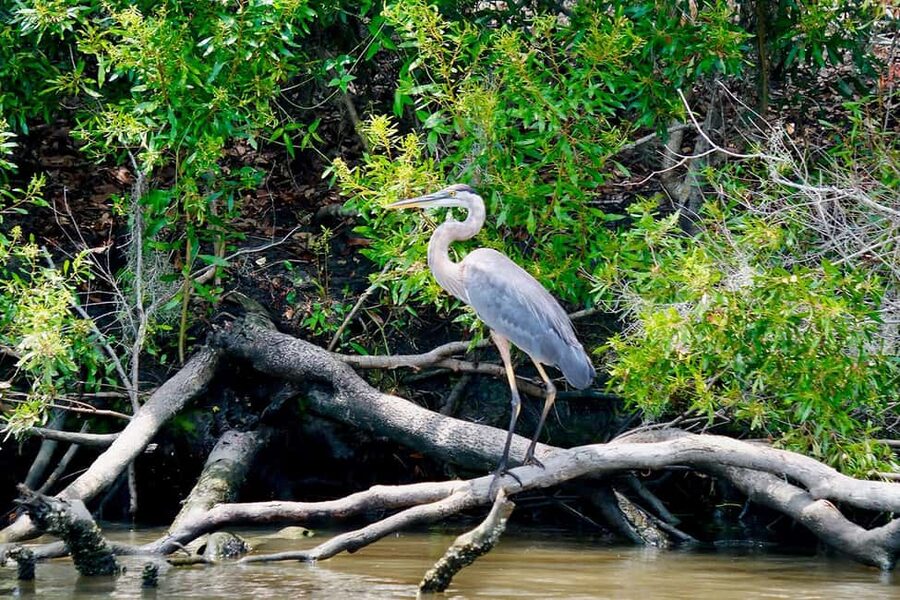 New Orleans: Swamp Boat Ride & Oak Alley Plantation Tour - Guided transport plus two different learning styles: why this combo works