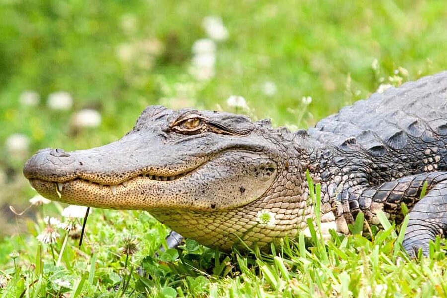 New Orleans: Swamp Boat Ride & Oak Alley Plantation Tour - Should you book this New Orleans Oak Alley and Manchac Swamp combo?
