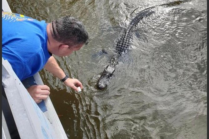 New Orleans Swamp Tour Boat Adventure - Wildlife Spotting Without the Alligator Stress