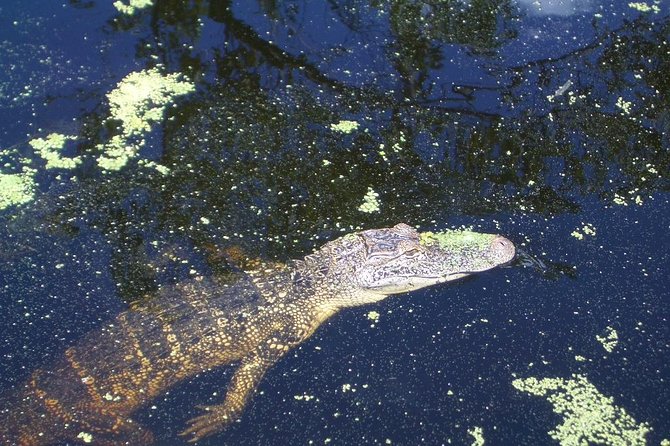 New Orleans Swamp Tour Boat Adventure with Transportation - Stop in Barataria Preserve: what happens during your 1 hour 40 minutes