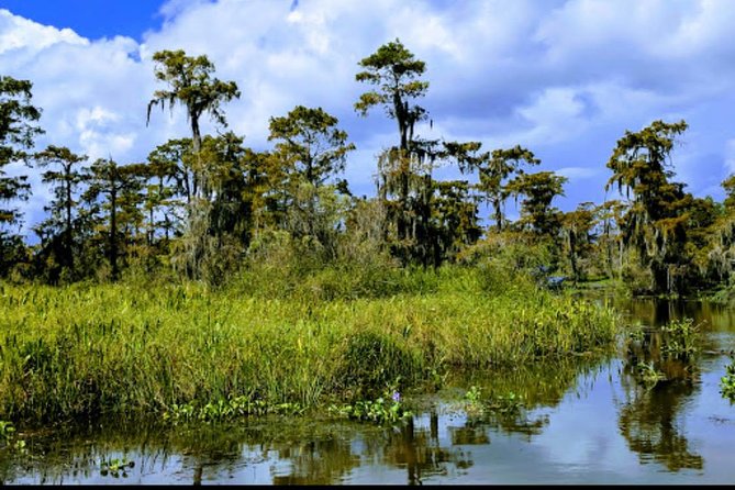 New Orleans Swamp Tour Boat Adventure with Transportation - Wildlife spotting: how to think about gators, turtles, and snakes