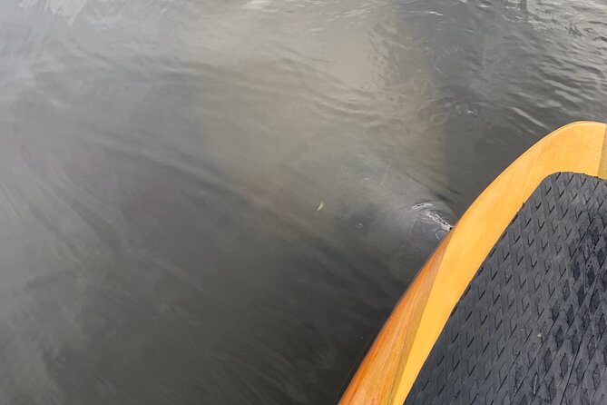 New Smyrna Dolphin and Manatee Kayak and SUP Adventure Tour - Quick Highlights