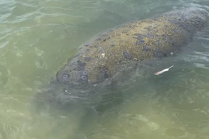 New Smyrna Dolphin and Manatee Kayak and SUP Adventure Tour - How the Guide Helps You See More (Michael, Spencer, Fletcher)