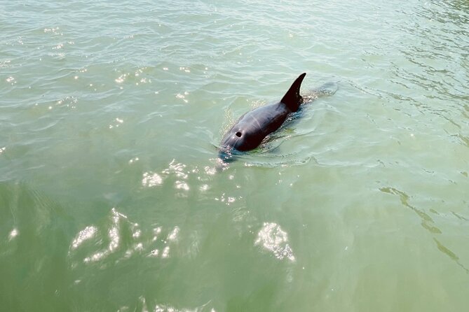 New Smyrna Dolphin and Manatee Kayak and SUP Adventure Tour - Dolphin and Manatee Chances: What to Expect Without the Pressure