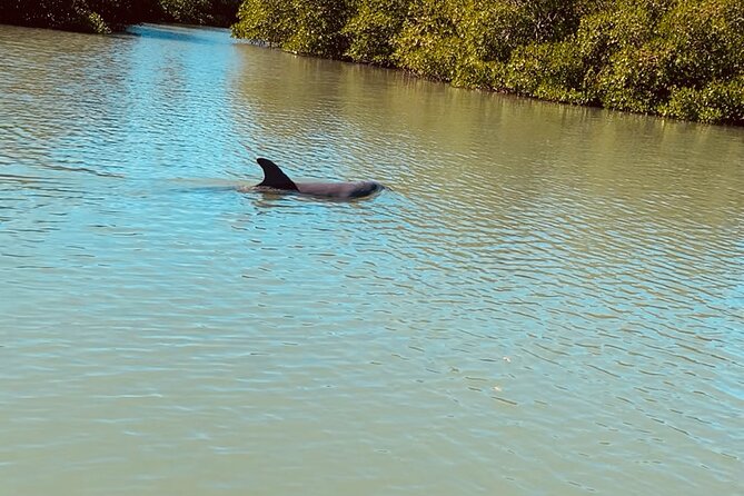 New Smyrna Dolphin and Manatee Kayak and SUP Adventure Tour - Kayaks, Vests, and the Comfort Factor You Should Plan For
