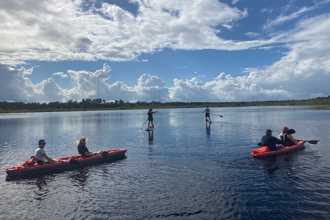 New Smyrna Dolphin and Manatee Kayak and SUP Adventure Tour - The 2-Hour Paddle: Mangroves, Backwaters, and the Calm Rhythm