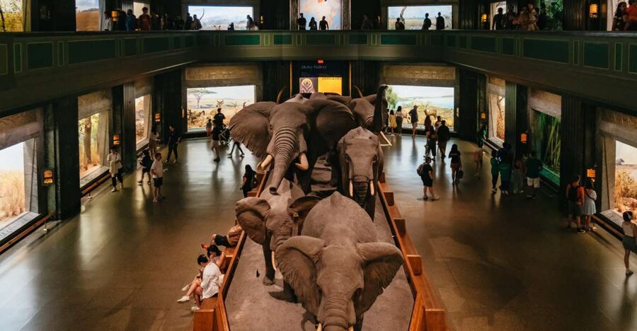 New York City: American Museum of Natural History Ticket - Why This NYC Museum Ticket Feels Like a Full-Day Plan