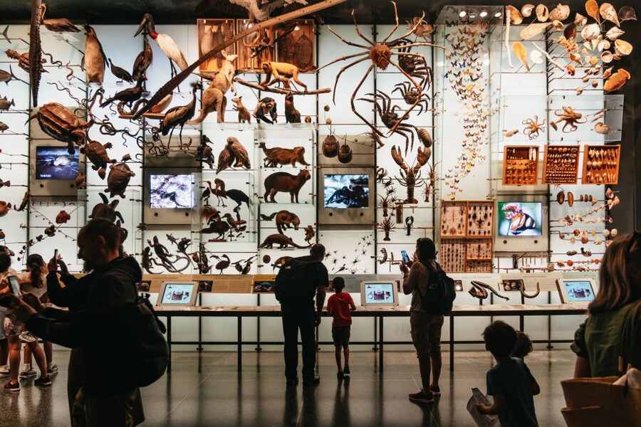 New York City: American Museum of Natural History Ticket - Entry, Timing, and Getting Through the Maze