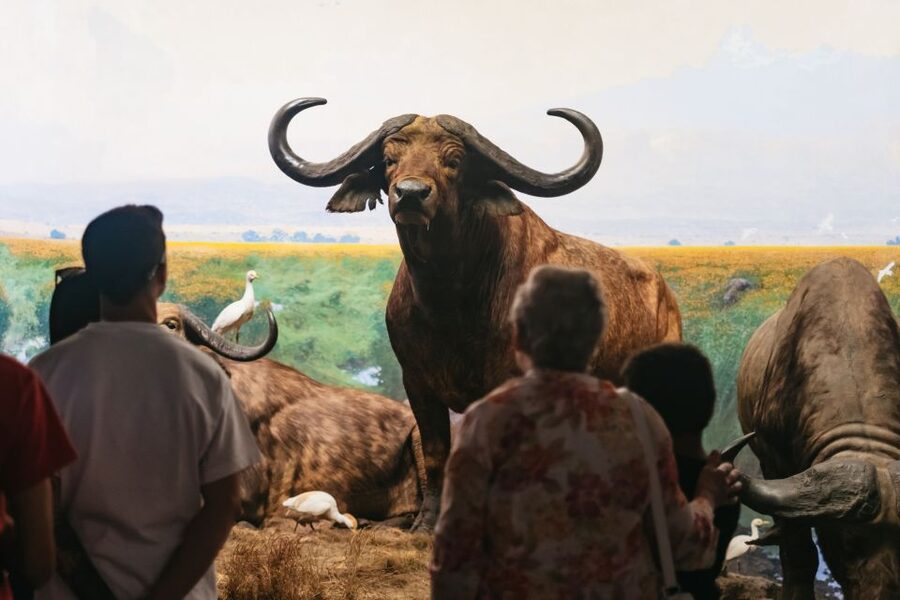 New York City: American Museum of Natural History Ticket - Richard Gilder Center: Modern Science in a Big Museum
