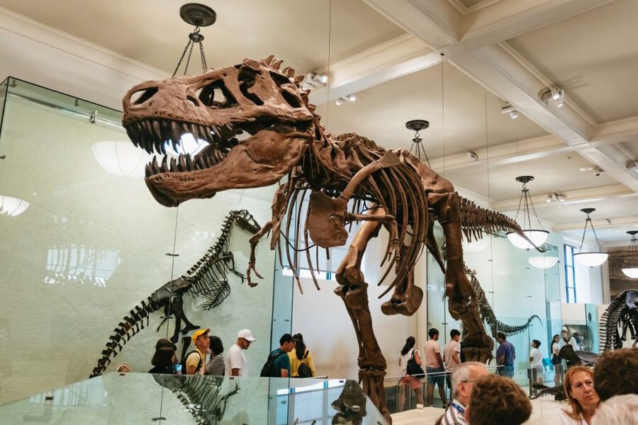 New York City: American Museum of Natural History Ticket - The Permanent Exhibitions: Your Best Use of the Ticket