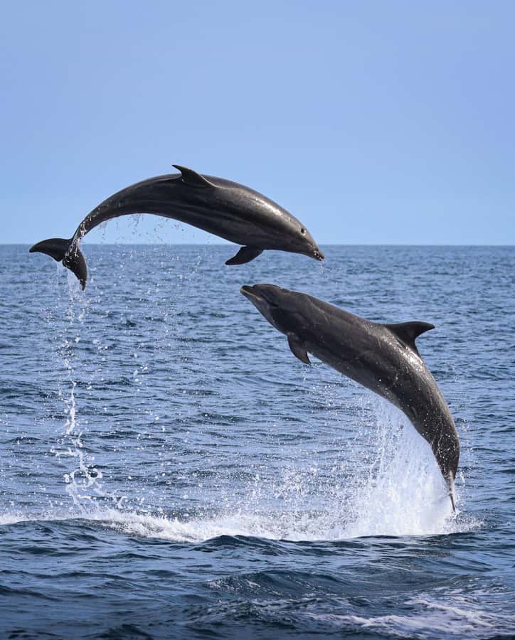 Newport Beach: 2-Hour Whale Watching Tour - Price and Value: Why $27 Often Feels Fair