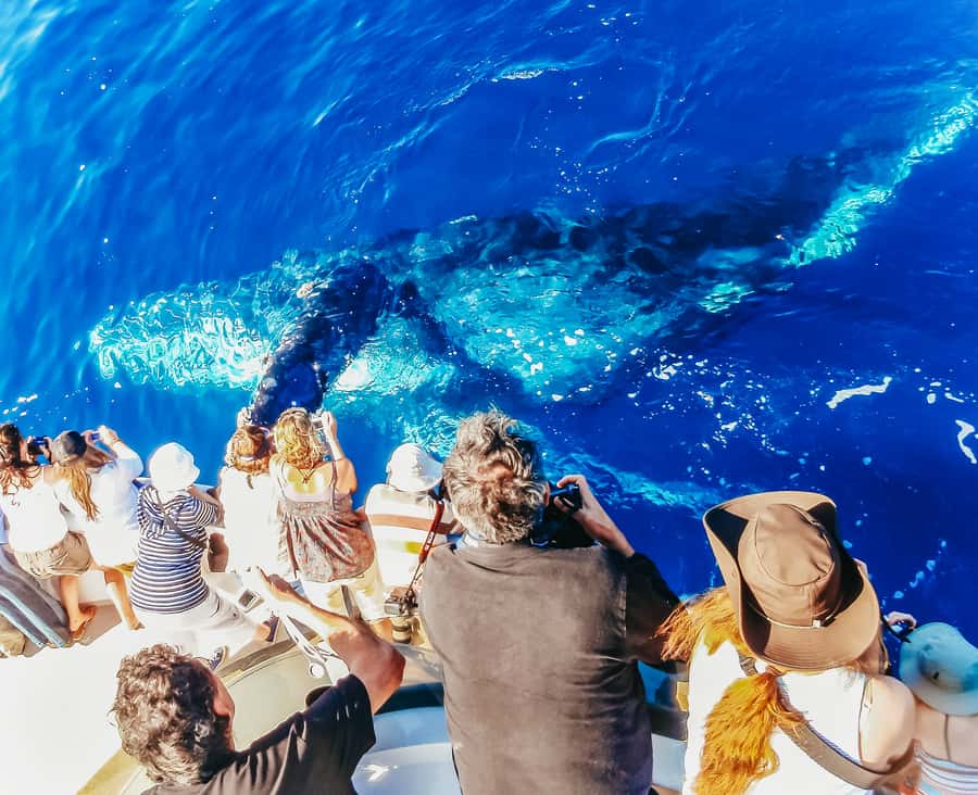 Newport Beach: 2-Hour Whale Watching Tour - The Route Off Newport Harbor: What Each Coast Stop Means