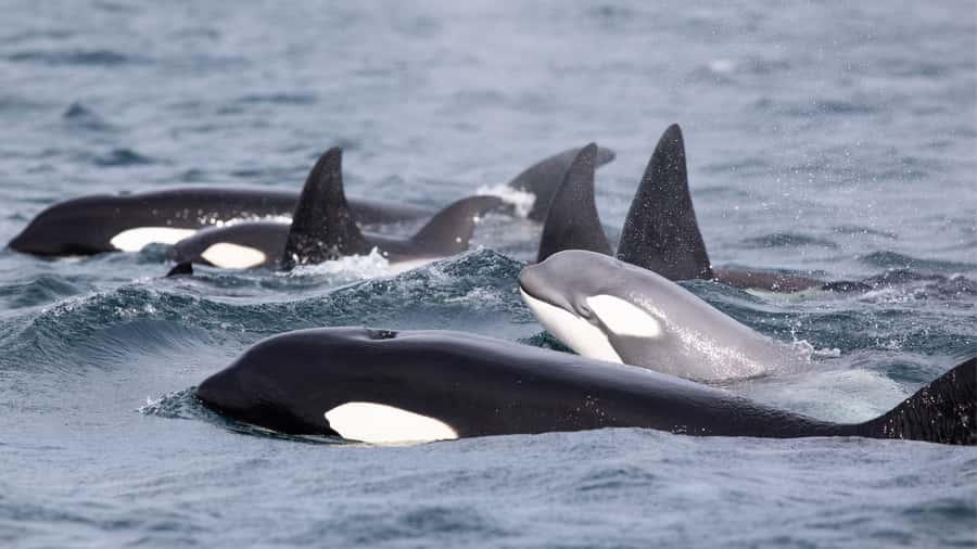 Newport Beach: 2-Hour Whale Watching Tour - What You Can Spot: Whales, Dolphins, Sea Lions, and More