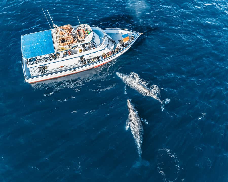 Newport Beach: 2-Hour Whale Watching Tour - The Onboard Crew: Guides Who Actually Work the Water