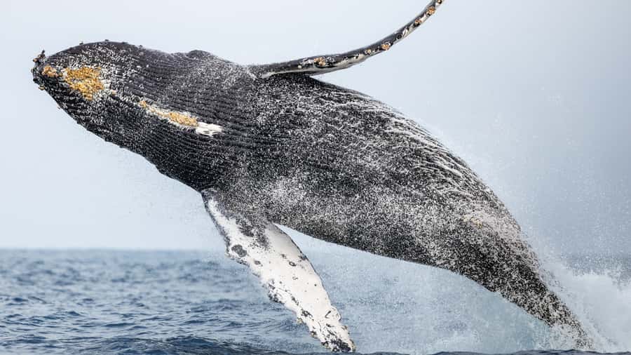 Newport Beach: 2-Hour Whale Watching Tour - Planning for Comfort: Binoculars, Clothing, and Shoes