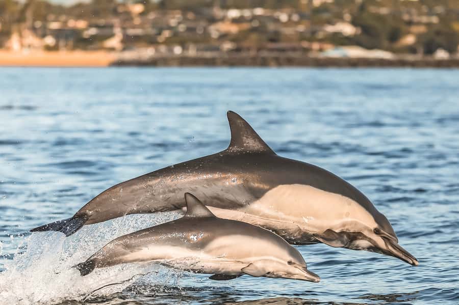 Newport Beach: 2-Hour Whale Watching Tour - Best Season Picks: Match the Month to the Whale