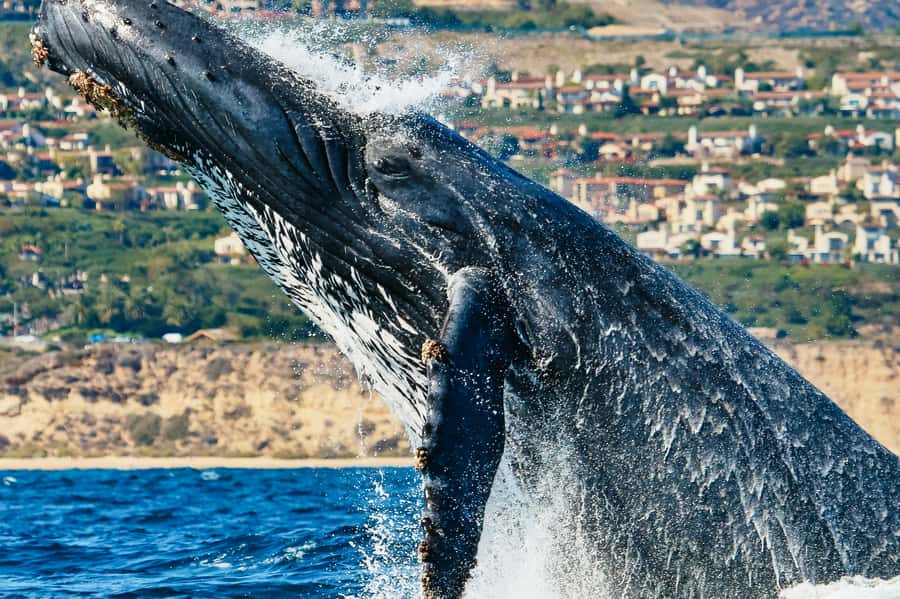 Newport Beach: 2-Hour Whale Watching Tour - Where You Start: 400 Main St in Balboa