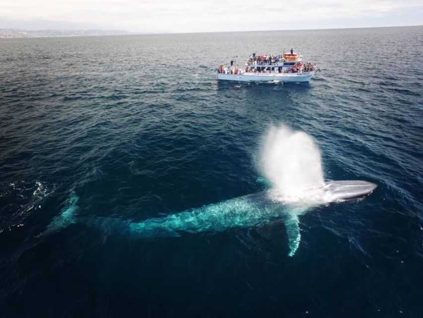 Newport Beach: Whale and Dolphin-Watching Cruise - Key Things You Should Know Before You Go