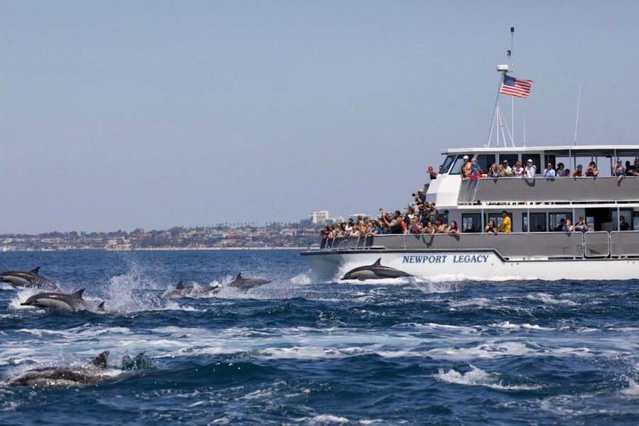 Newport Beach: Whale and Dolphin-Watching Cruise - H2 Heading: Where You Start at 309 Palm St (and How Not to Get Flustered)