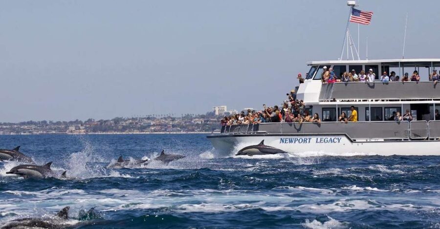Newport Beach: Whale and Dolphin-Watching Cruise - H2 Heading: Corona del Mar Briefing, Then Out to Find Whales and Dolphins