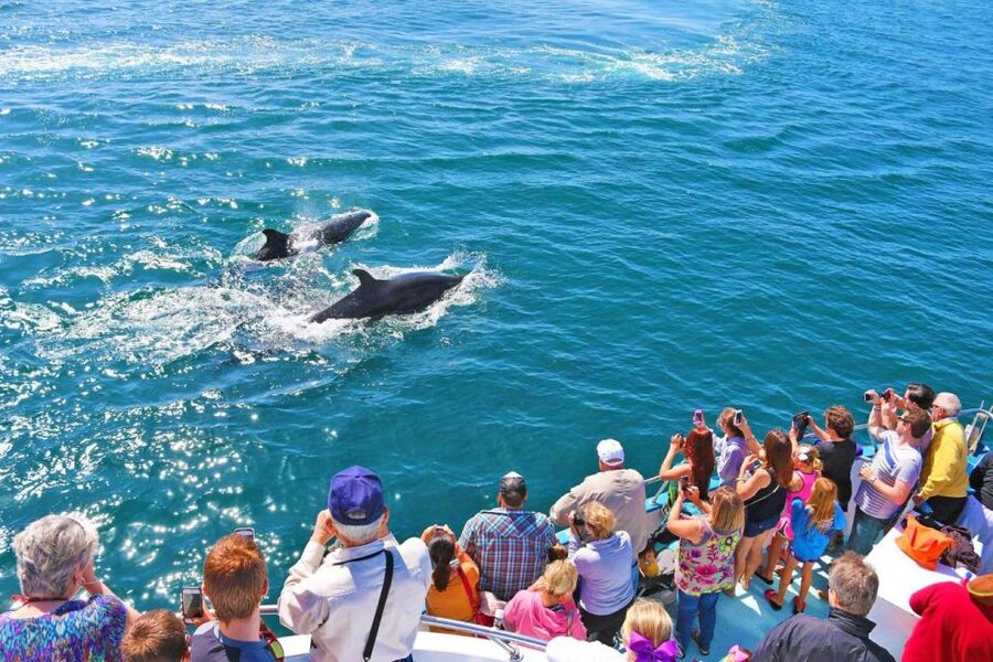 Newport Beach: Whale and Dolphin-Watching Cruise - H2 Heading: The Best Part, Watching Pods Work the Water